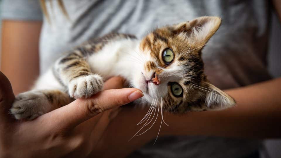 La inesperada relación entre el envejecimiento de los gatos y la salud cerebral humana