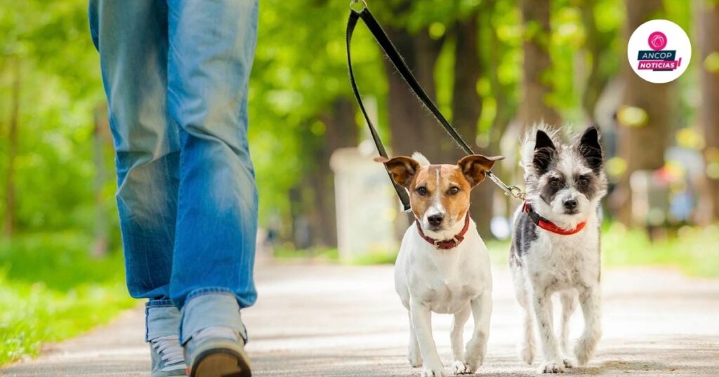 Proponen aumentar penas por robo de mascotas en la Ciudad de México