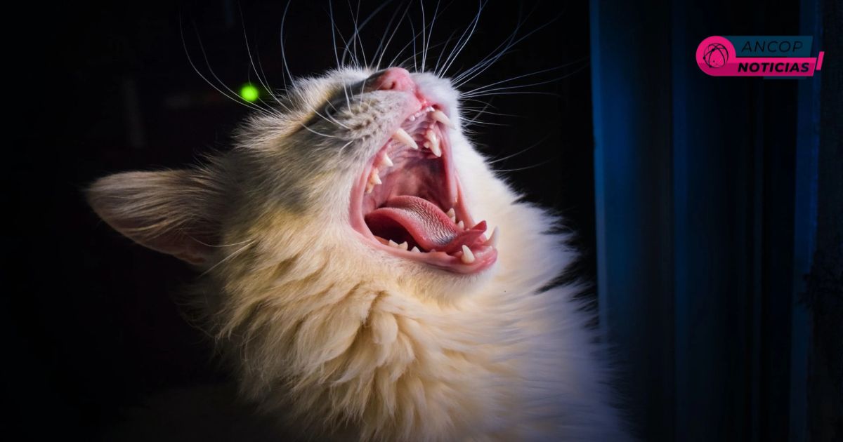 Tu gato tiene algo que decirte: aprende a interpretar sus maullidos según la ciencia