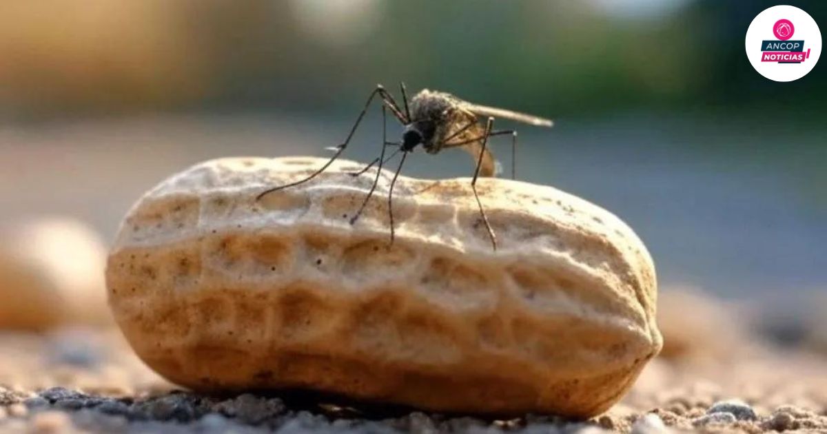 Innovación argentina: cáscaras de maní podrían ser la clave contra el dengue