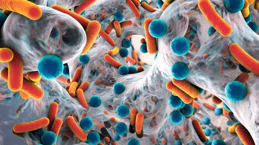 Este descubrimiento del sistema inmunológico podría ser la respuesta a la creciente crisis de super bacterias