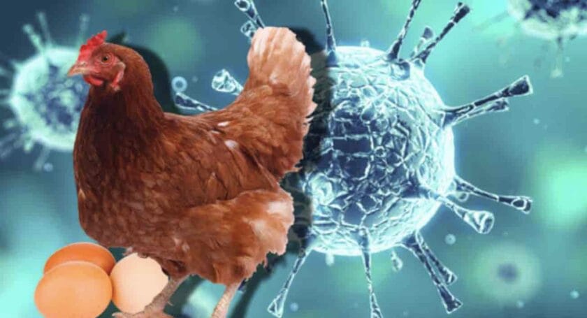 Emergencia aviar: México corta importación de aves por brote en Brasil