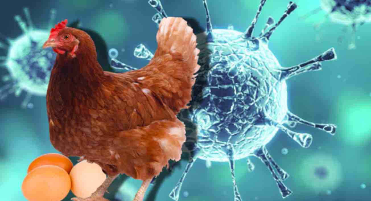 Emergencia aviar: México corta importación de aves por brote en Brasil