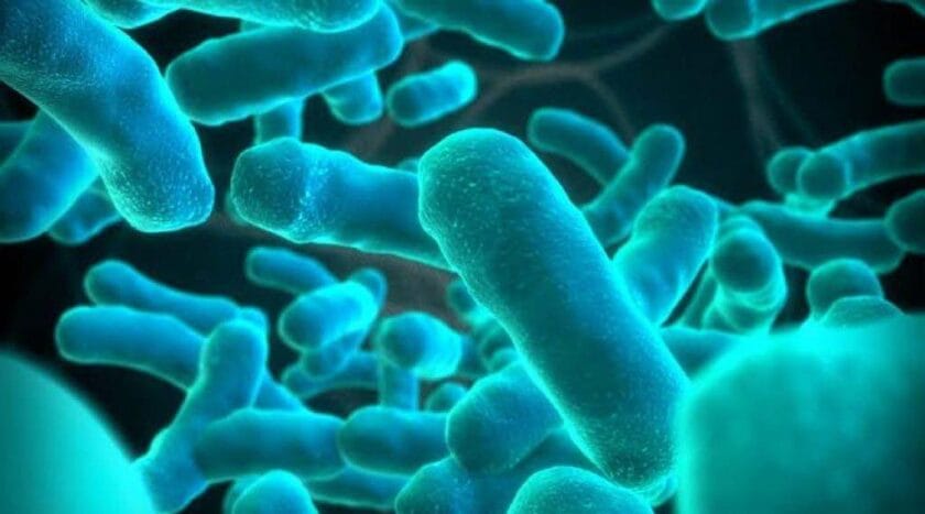 Listeria