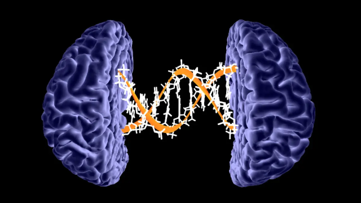 cerebro