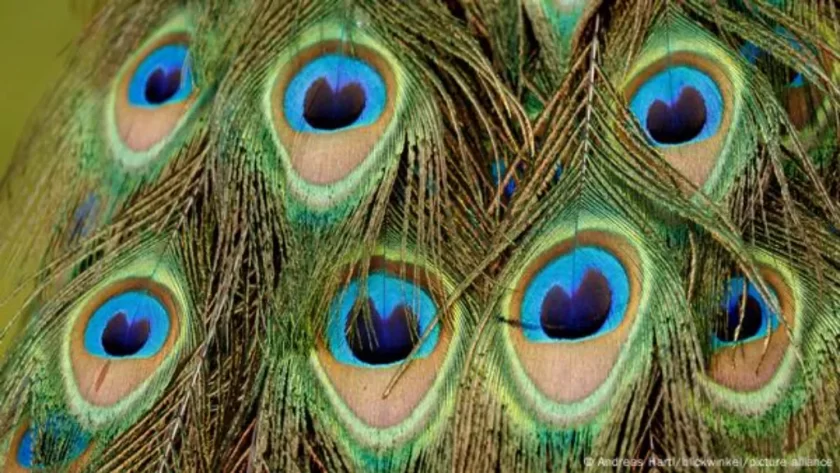 Pavo Real