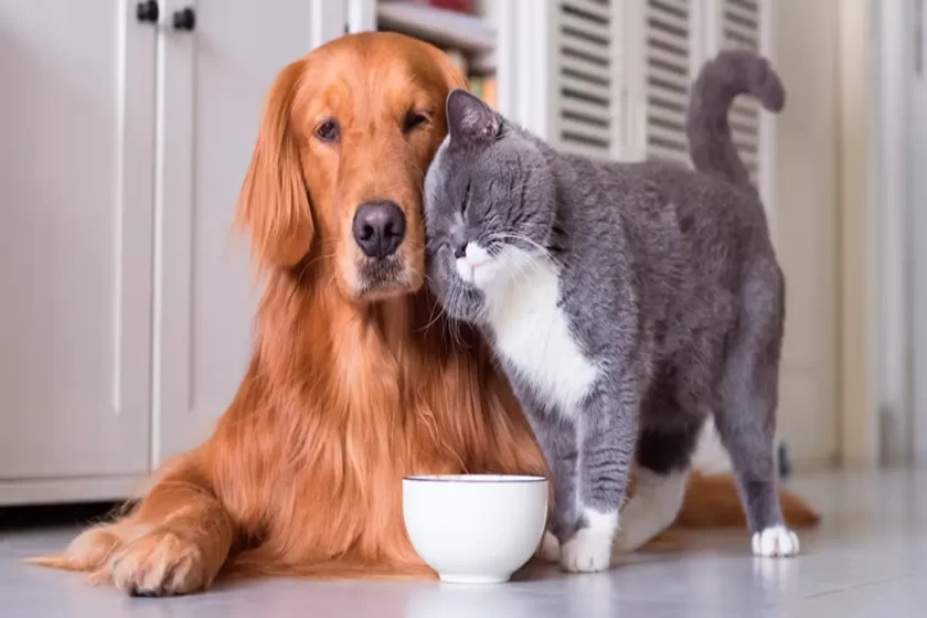 purina-perros y gatos