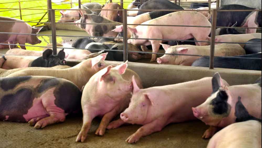 Yucatán impulsa su economía con infraestructura porcina