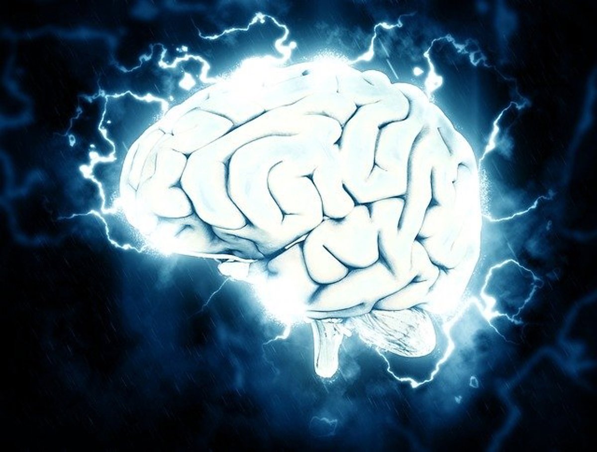 ientíficos buscan como eliminar recuerdos del cerebro