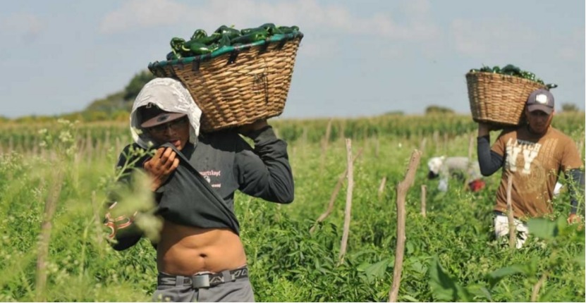 Migrantes mexicanos en Canadá