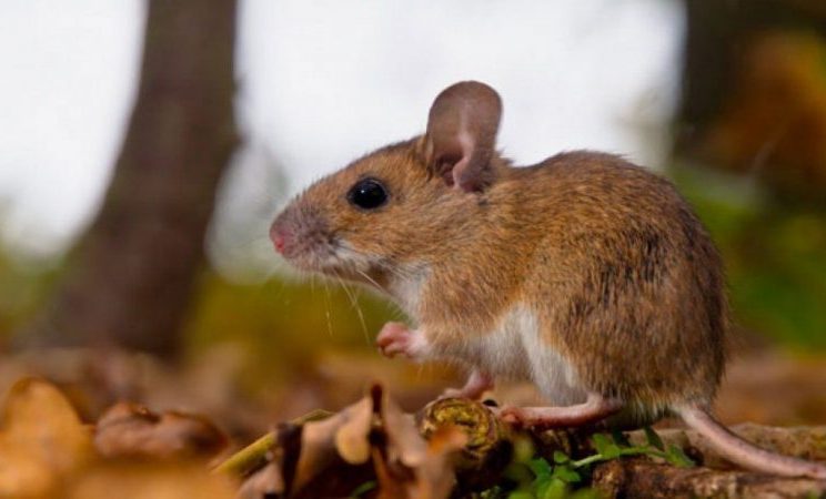 Hantavirus_ratones