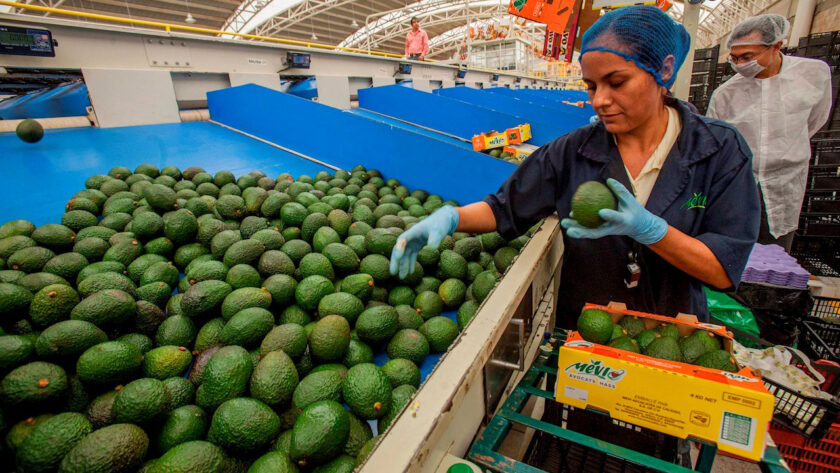 agropecuario AGUACATE AGRICULTURA