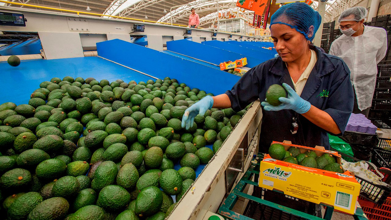 agropecuario AGUACATE AGRICULTURA